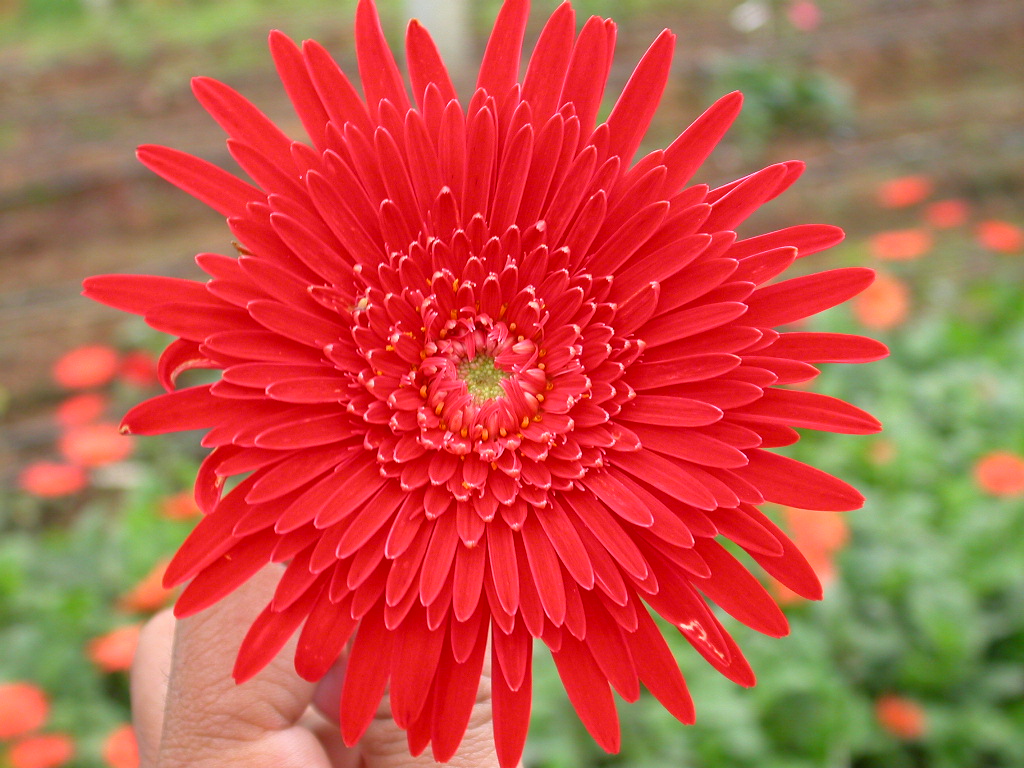 Gerbera variety: Arka Red | ICAR-Indian Institute of Horticultural ...