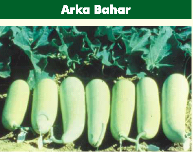 Arka Bahar