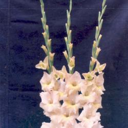 Gladiolus Varieties