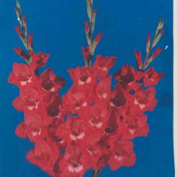 Gladiolus Varieties
